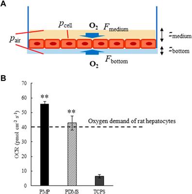 Accurate Evaluation of Hepatocyte Metabolisms on a Noble Oxygen-Permeable Material With Low Sorption Characteristics